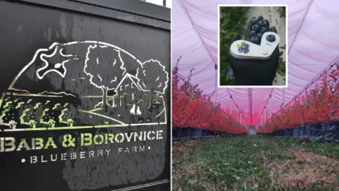 Gajenje voća u okviru „global gap” standarda: proizvodnja skupa, ali su borovnice kvalitetne