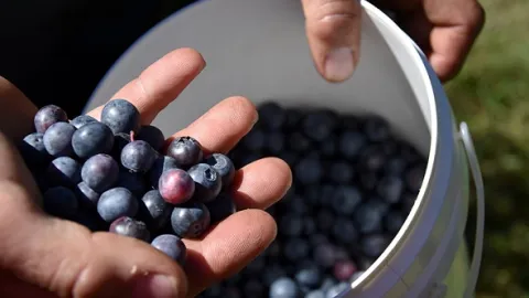 Izvoz borovnice iz okoline Knića: Hladnjačom i sertifikacijom do tržišta zapadne Evrope